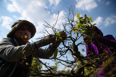 Nhà vườn ở TPHCM chi tiền triệu thuê người lặt lá mai dịp Tết