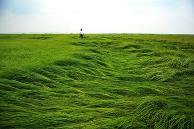 Hạn hán nghiêm trọng, hồ lớn nhất Trung Quốc thành “thảo nguyên”