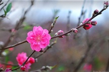 Đào, quất phấp phỏng ngóng thời tiết