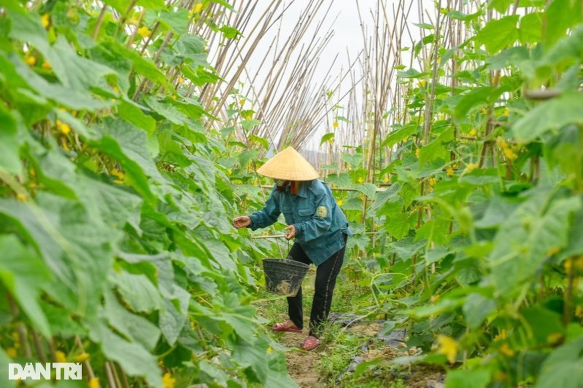 Gần Tết, nông dân bỏ túi trăm triệu mỗi năm từ cánh đồng dưa chuột - 2 Gần Tết, nông dân bỏ túi trăm triệu mỗi năm từ cánh đồng dưa chuột - 2