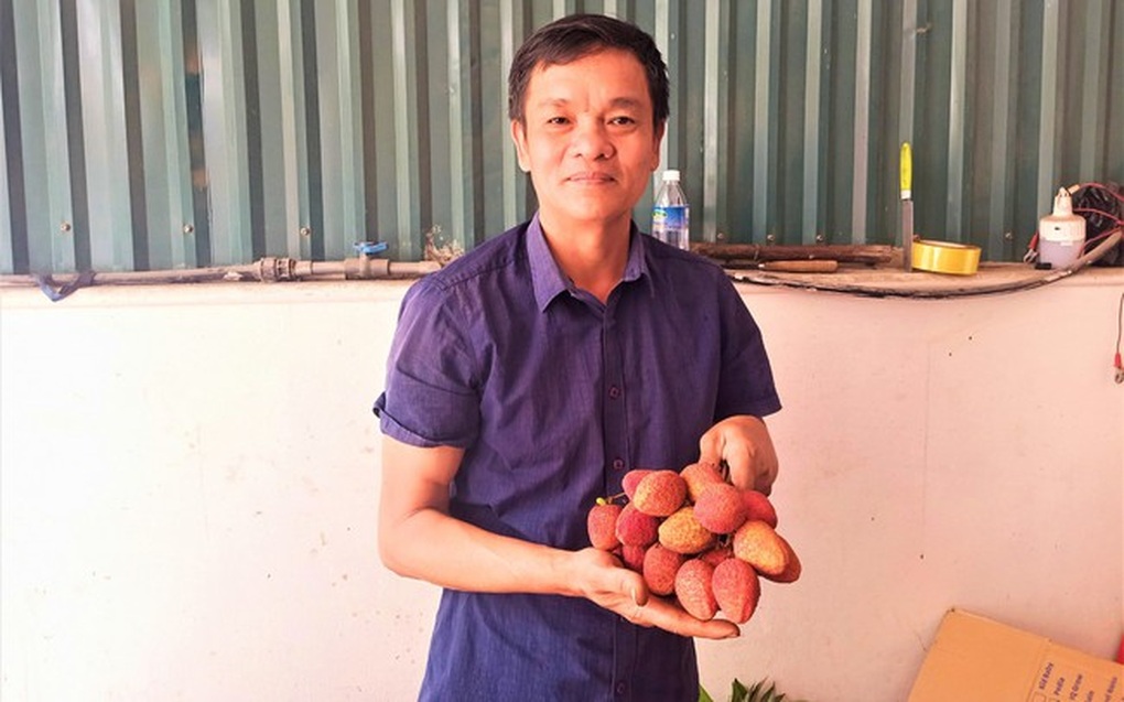 Bán thứ vải lạ to như trứng vịt giá cao gấp 3 bình thường, lão nông lãi khủng - 1 Bán thứ vải lạ to như trứng vịt giá cao gấp 3 bình thường, lão nông lãi khủng - 1