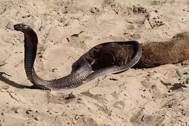 Rắn hổ mang tử chiến với cầy mangut