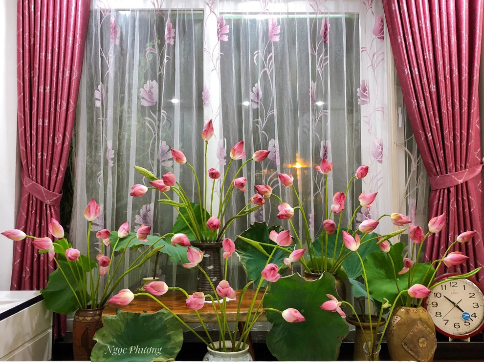Yêu thích hương hoa mùa hạ, cô giáo Hà Nội mang cả đầm sen vào nhà - 4 Yêu thích hương hoa mùa hạ, cô giáo Hà Nội mang cả đầm sen vào nhà - 4