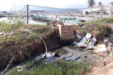 Bình Định: Vùng nuôi tôm “an toàn sinh học” gây ô nhiễm!