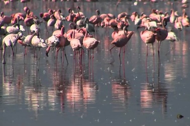 Mê đắm cảnh sắc Nakuru