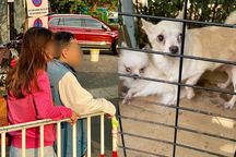 Vụ bị "đuổi" vì nuôi 19 chú chó ở chung cư: "Đàn chó làm ồn cả ngày và đêm"