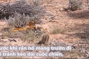 Sóc liều mình chiến đấu chống lại rắn hổ mang cực độc