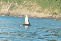 Cá voi xuất hiện gần bờ biển Phú Yên