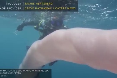 Phát hiện giun biển khổng lồ dài 8m dưới đại dương