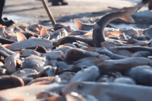 "Bội thu" gần 500 tấn cá dưới hồ dù nhiệt độ hạ sâu xuống mức -26 độ C