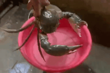 Sóc Trăng: Đặt lú dưới kênh ven biển, người dân bắt được con cua nặng 1,7kg