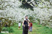 Du khách đổ về ngắm hoa mận Mộc Châu, thợ ảnh thu 3-4 triệu đồng/ngày