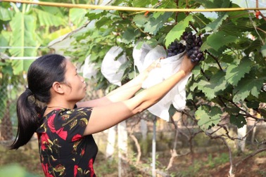 Hà Nam: Vợ chồng người nông dân thu nửa tỷ mỗi năm nhờ trồng nho