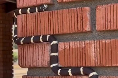 Loài rắn với cách leo tường như đang chơi game… rắn săn mồi