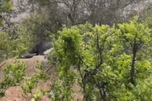 Khoảnh khắc đôi sư tử hợp lực hạ gục trâu rừng