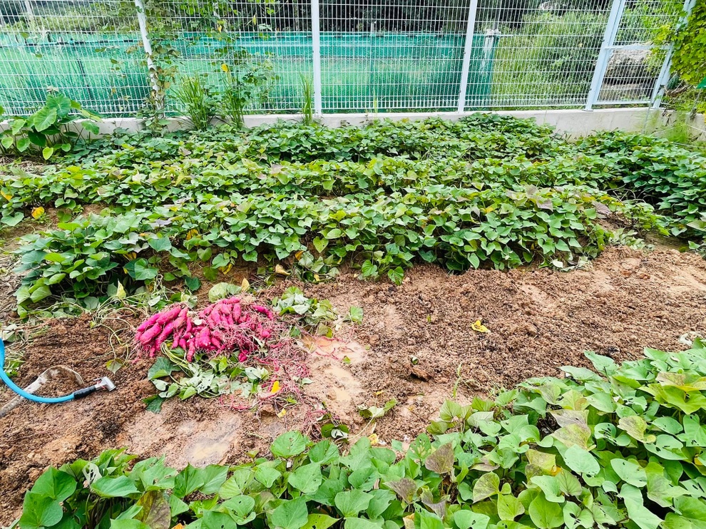 Mẹ Việt tự cuốc đất trồng rau, làm vườn hữu cơ tại Hàn Quốc - 2 Mẹ Việt tự cuốc đất trồng rau, làm vườn hữu cơ tại Hàn Quốc - 2
