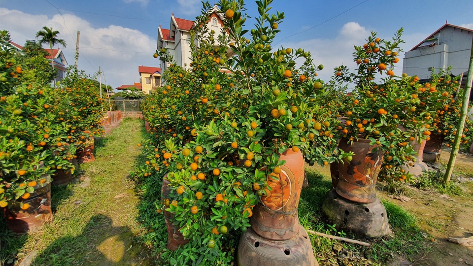 Quất hồ lô siêu “độc”, mới thử nghiệm đã bán cả nghìn cây - 7 Quất hồ lô siêu “độc”, mới thử nghiệm đã bán cả nghìn cây - 7