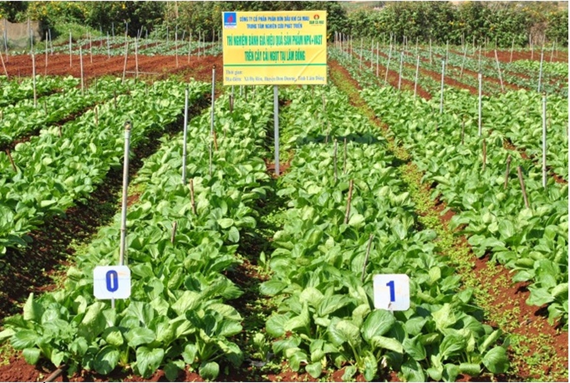 Nhà khoa học Việt chế tạo phân bón loại mới, giúp tăng năng suất hơn 300% - 1 Nhà khoa học Việt chế tạo phân bón loại mới, giúp tăng năng suất hơn 300% - 1