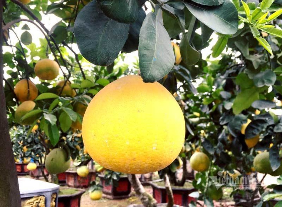 Chăm cây bưởi cổ ra 200 quả, chờ Tết bán bỏ túi 70 triệu đồng - 3 Chăm cây bưởi cổ ra 200 quả, chờ Tết bán bỏ túi 70 triệu đồng - 3
