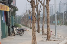 Hà Nội: Hàng trăm cây xanh chết khô trên con đường mới mở