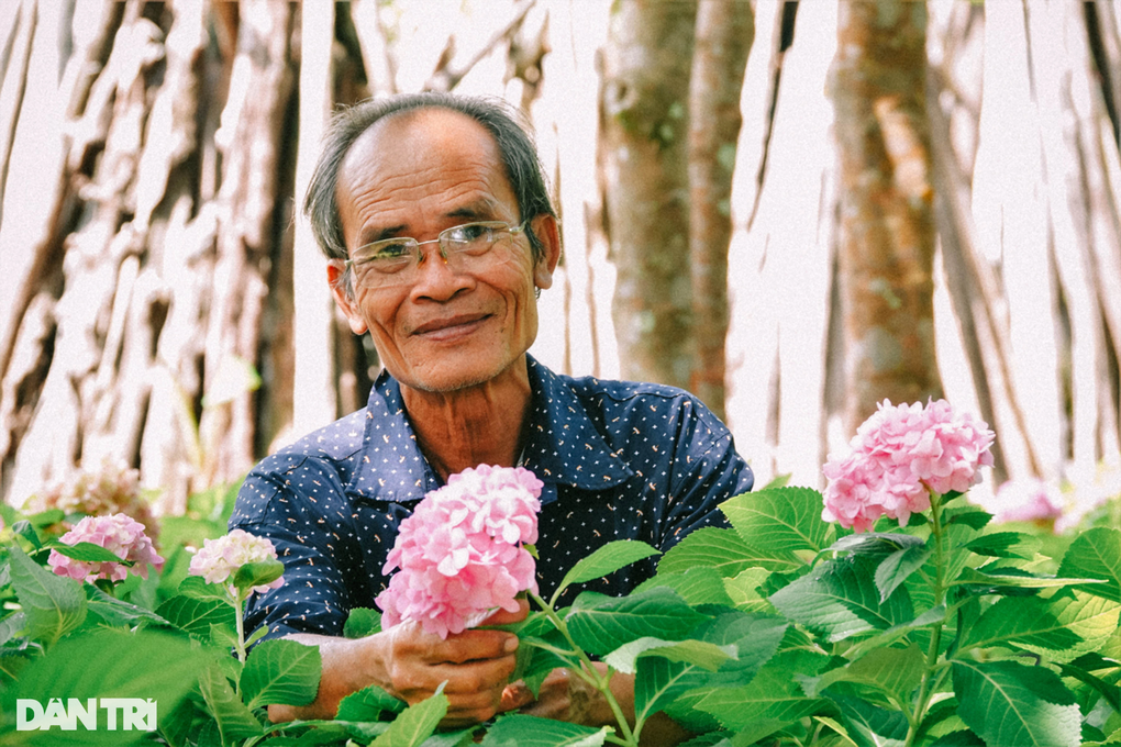Lão nông dành hơn chục năm bắt cẩm tú cầu bén rễ ở xứ nóng - 1 Lão nông dành hơn chục năm bắt cẩm tú cầu bén rễ ở xứ nóng - 1