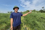 Kỹ sư bỏ việc lương ổn định về trồng măng, thu hơn 300 triệu đồng/năm