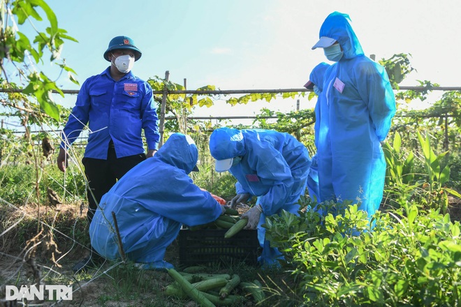 Tâm dịch Bắc Ninh: Nông dân không ra đồng, lúa và hoa màu tự chất đầy nhà - 16 Tâm dịch Bắc Ninh: Nông dân không ra đồng, lúa và hoa màu tự chất đầy nhà - 16