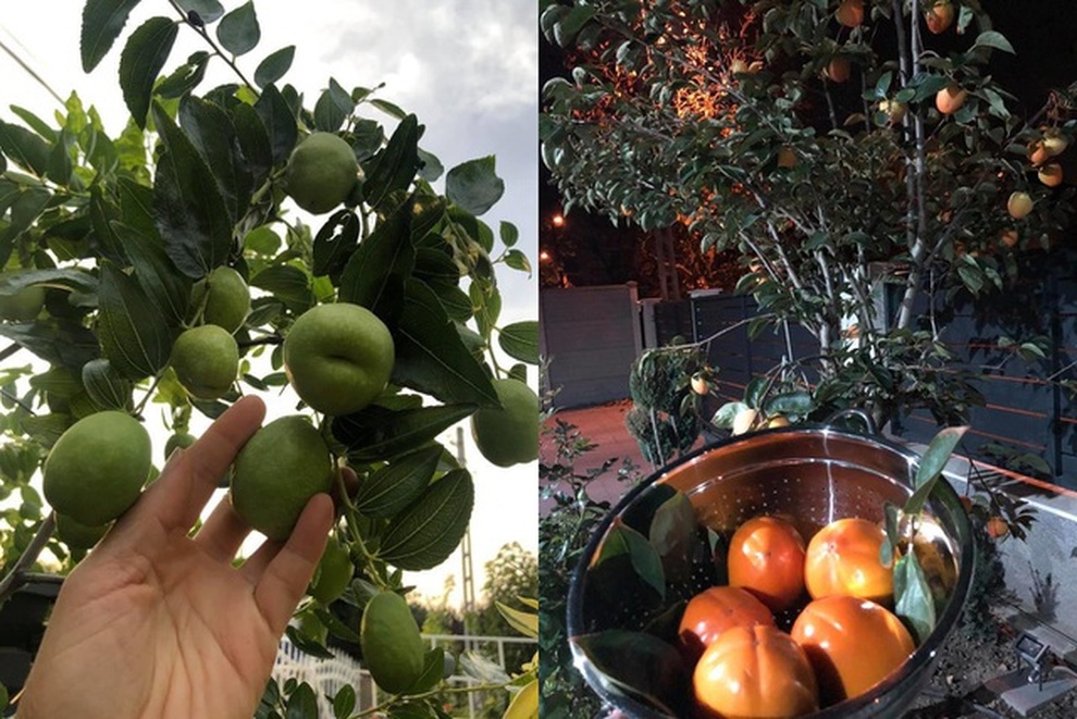 Những khu vườn sum suê rau, trái của các ông bố Việt ở trời Tây - 14 Những khu vườn sum suê rau, trái của các ông bố Việt ở trời Tây - 14