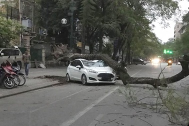 Hà Nội: Cây phượng cổ thụ bất ngờ đổ đè bẹp ô tô