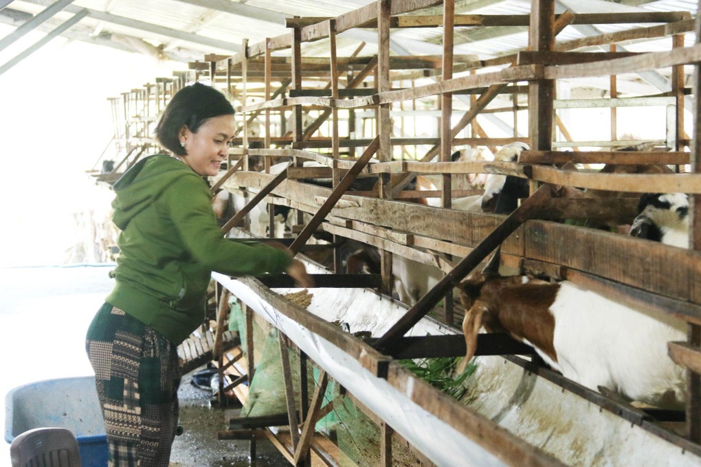 Đồng Tháp: Nuôi dê dễ lời, hướng đi mới cho người dân vùng biên giới - 1 Đồng Tháp: Nuôi dê dễ lời, hướng đi mới cho người dân vùng biên giới - 1