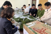 Lào Cai: Bắt giữ nhóm đối tượng buôn bán gần 80kg quả cây thuốc phiện