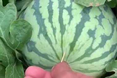 Hàng triệu lượt xem cách bổ dưa hấu chỉ bằng chiếc tăm xỉa răng