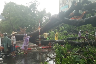 Giông lốc quật đổ cây xanh ở Hà Nội: Không gian sống của cây quá chật chội