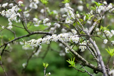 Thung lũng hoa mận Mộc Châu bung nở trước Tết Nguyên đán