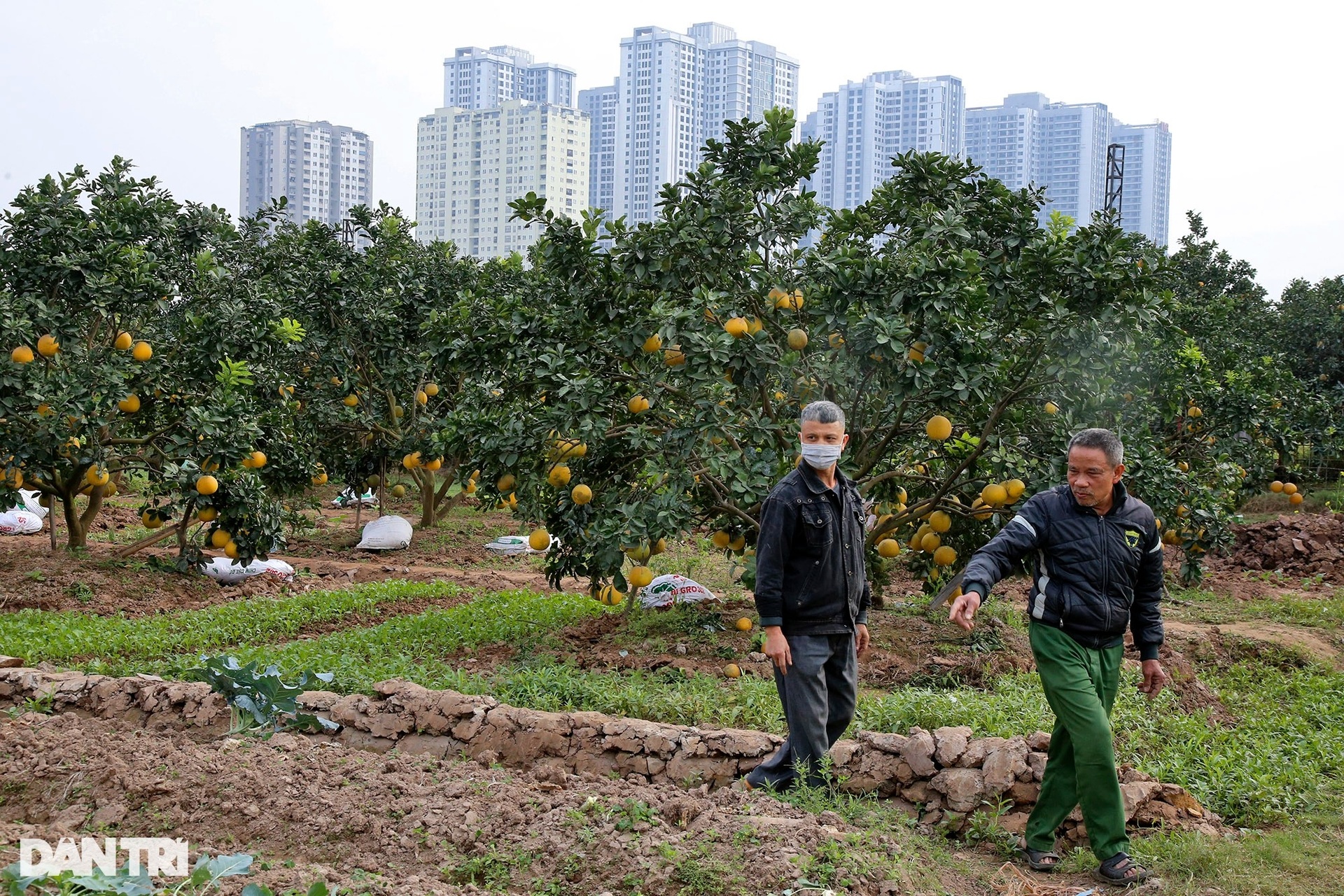 Bưởi Phú Diễn ở Hà Nội vàng rực vụ mùa Tết - 3