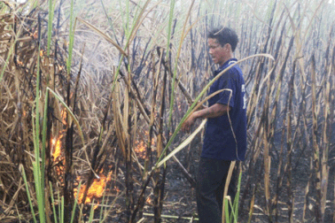 Cháy hàng chục ha mía