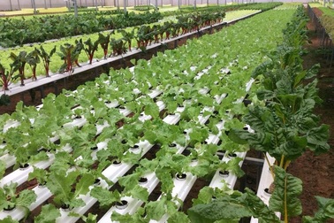 Bạn đã hiểu đúng thế nào là “rau an toàn”?