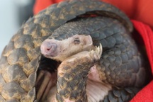 Cứu hộ cá thể tê tê vàng quý hiếm bằng máy bay