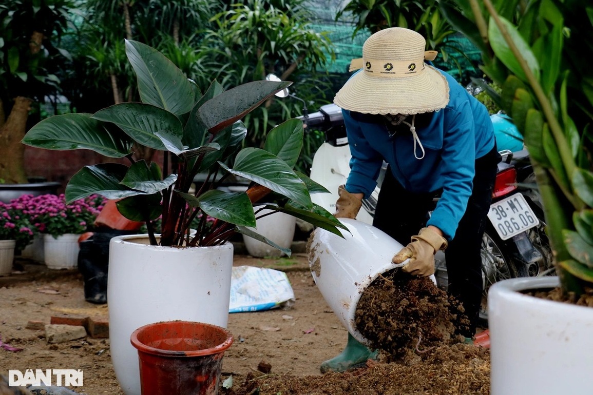 Các vườn cây cảnh chạy nước rút phục vụ dịp mua sắm sôi động nhất năm - 12 Các vườn cây cảnh chạy nước rút phục vụ dịp mua sắm sôi động nhất năm - 12