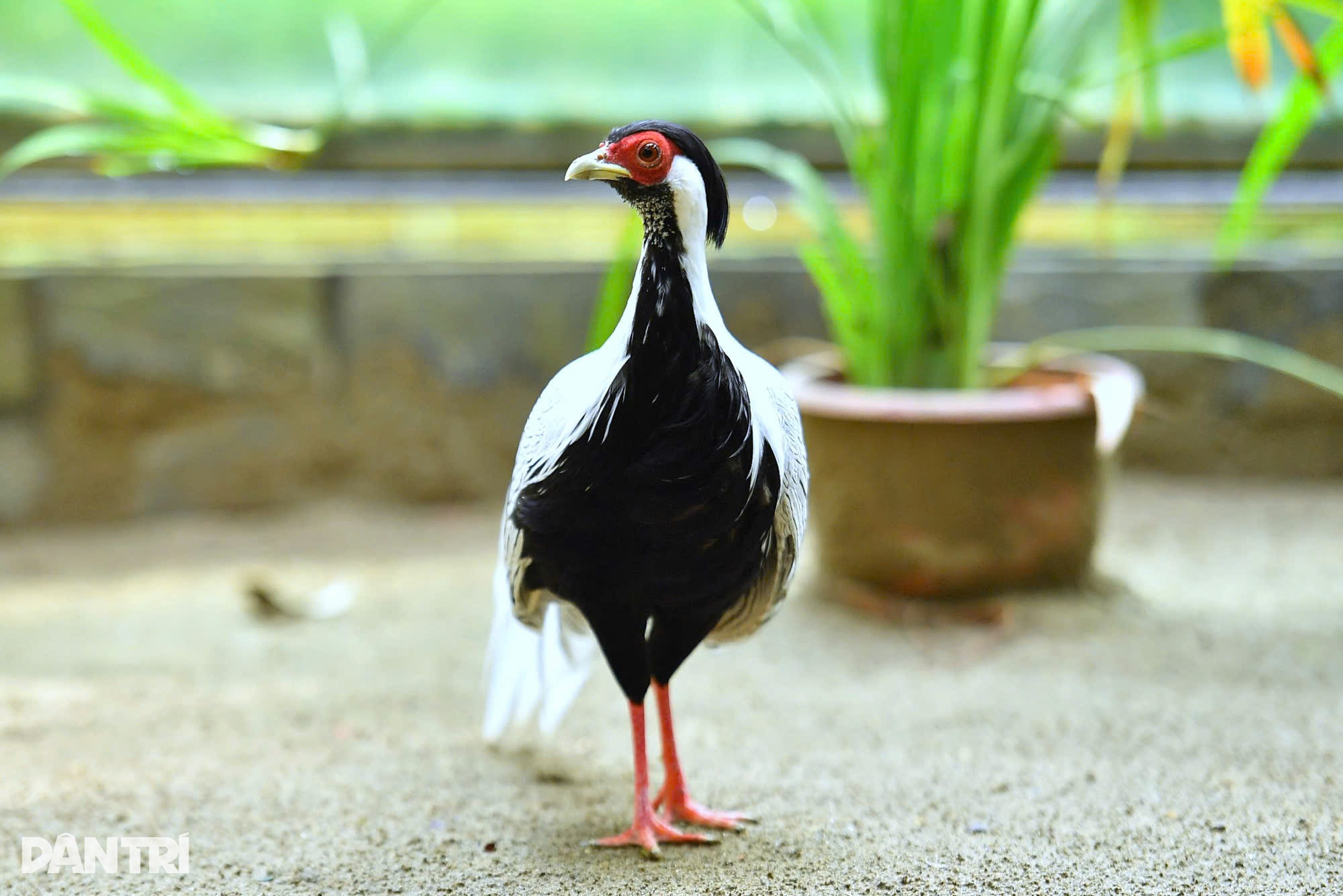 Vụ án nuôi gà lôi trắng: “Nuôi sinh sản thành công thì nên khen?” - 1 Vụ án nuôi gà lôi trắng: “Nuôi sinh sản thành công thì nên khen?” - 1