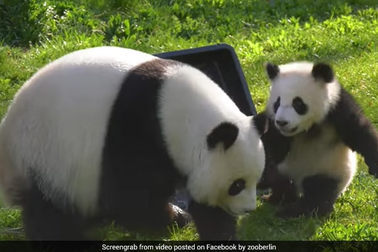 Video gấu trúc con chơi đùa cùng mẹ “đốn tim” cư dân mạng