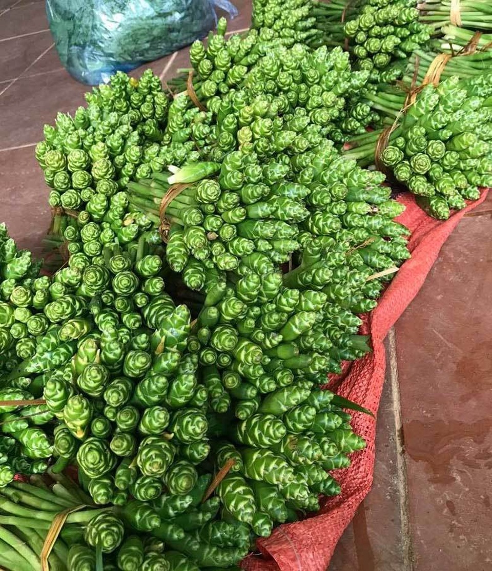 Hoa màu xanh trên núi cao cắm đẹp, ăn ngon: Gom tiền triệu mỗi ngày - 4 Hoa màu xanh trên núi cao cắm đẹp, ăn ngon: Gom tiền triệu mỗi ngày - 4