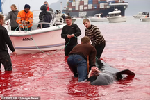 Khách sốc cảnh 78 con cá voi bị giết, máu nhuộm đỏ nước biển ở Đan Mạch