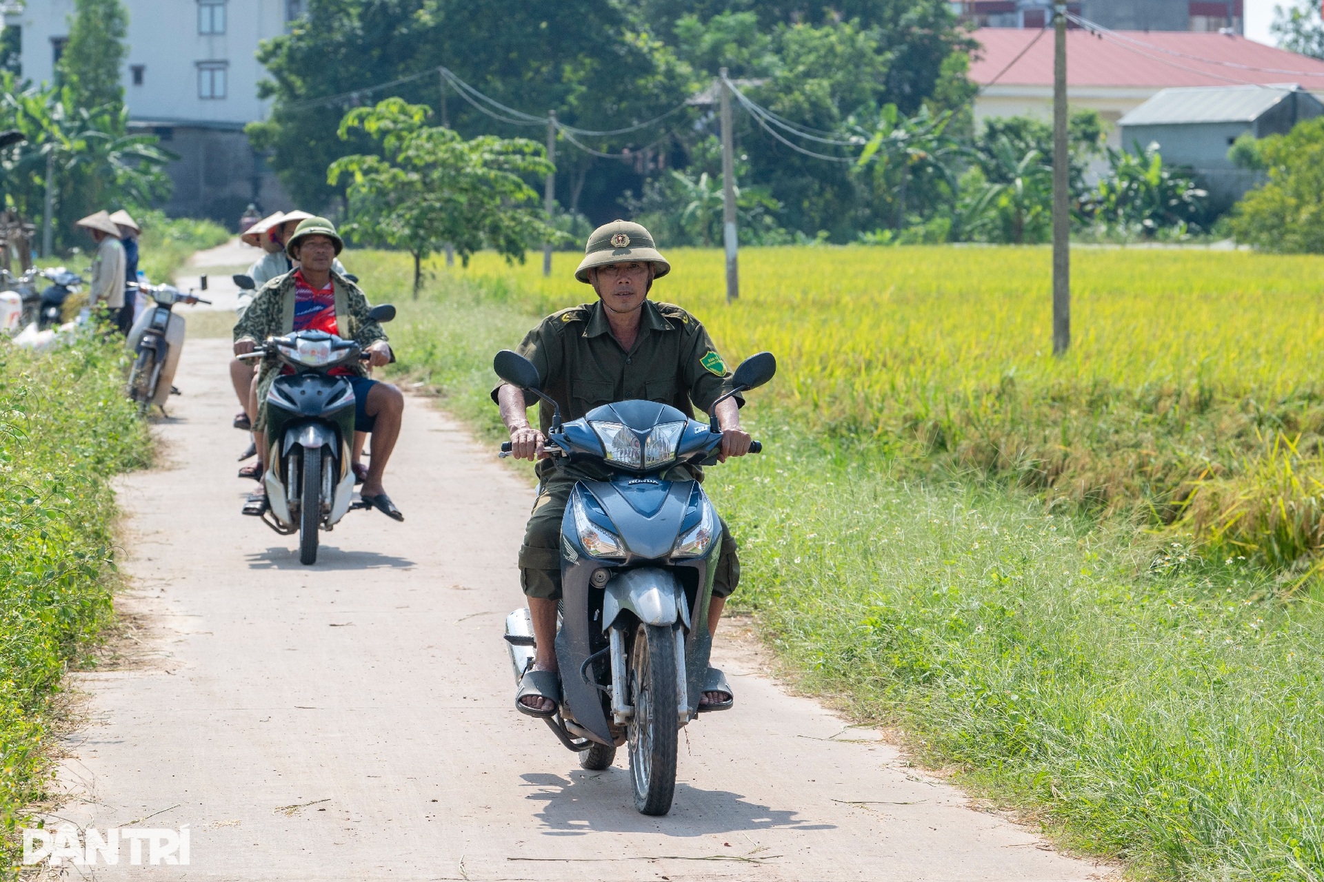 Nông dân Bắc Ninh tất bật gặt lúa non chạy lũ lịch sử - 14 Nông dân Bắc Ninh tất bật gặt lúa non chạy lũ lịch sử - 14