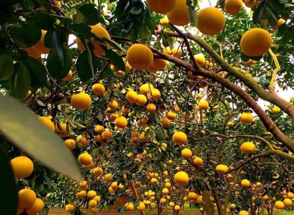Bưởi Diễn 5 nghìn đồng/quả, đầu mùa loạn giá coi chừng dính lừa - 1 Bưởi Diễn 5 nghìn đồng/quả, đầu mùa loạn giá coi chừng dính lừa - 1