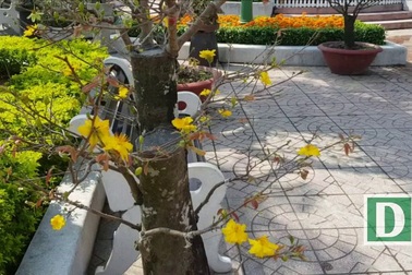 Hàng mai cổ thụ hơn 25 năm tuổi, quyến rũ nhất ở Nha Trang