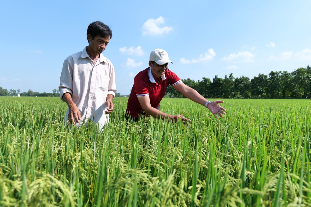 Syngenta ra mắt sản phẩm giải quyết mối lo sâu cuốn lá gối lứa ở miền Bắc - 1 Syngenta ra mắt sản phẩm giải quyết mối lo sâu cuốn lá gối lứa ở miền Bắc - 1