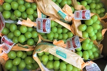 Nho mẫu đơn Nhật giá chát, đắt bằng cả tấn thóc vẫn “cháy hàng”