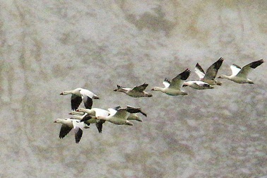 10.000 con ngỗng bị chết do hạ cánh xuống hồ nước độc