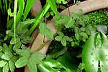 Rau rút - món ăn lý tưởng cho mùa nóng 